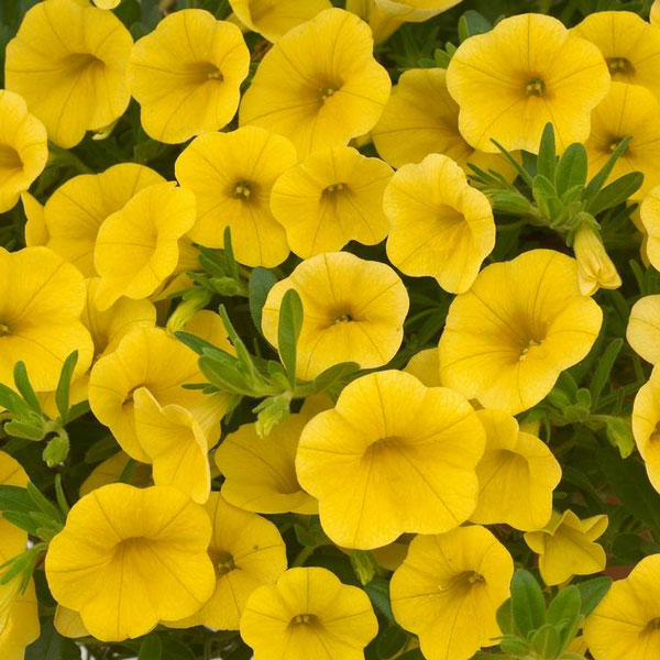 calibrachoa-noa-yellow